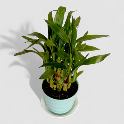 2 Layer Lucky Bamboo Plant (Round Pot & Plate) - Jazzy Turquoise