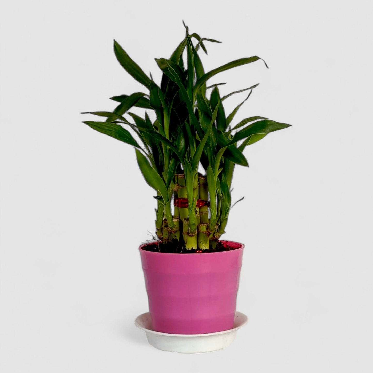 2 Layer Lucky Bamboo Plant (Round Pot & Plate) - Pink