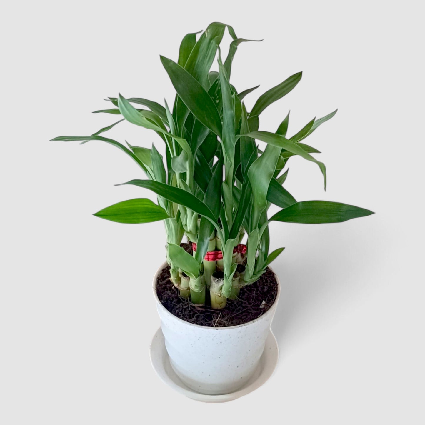 2 Layer Lucky Bamboo Plant (Round Pot & Plate) - Marble Beige