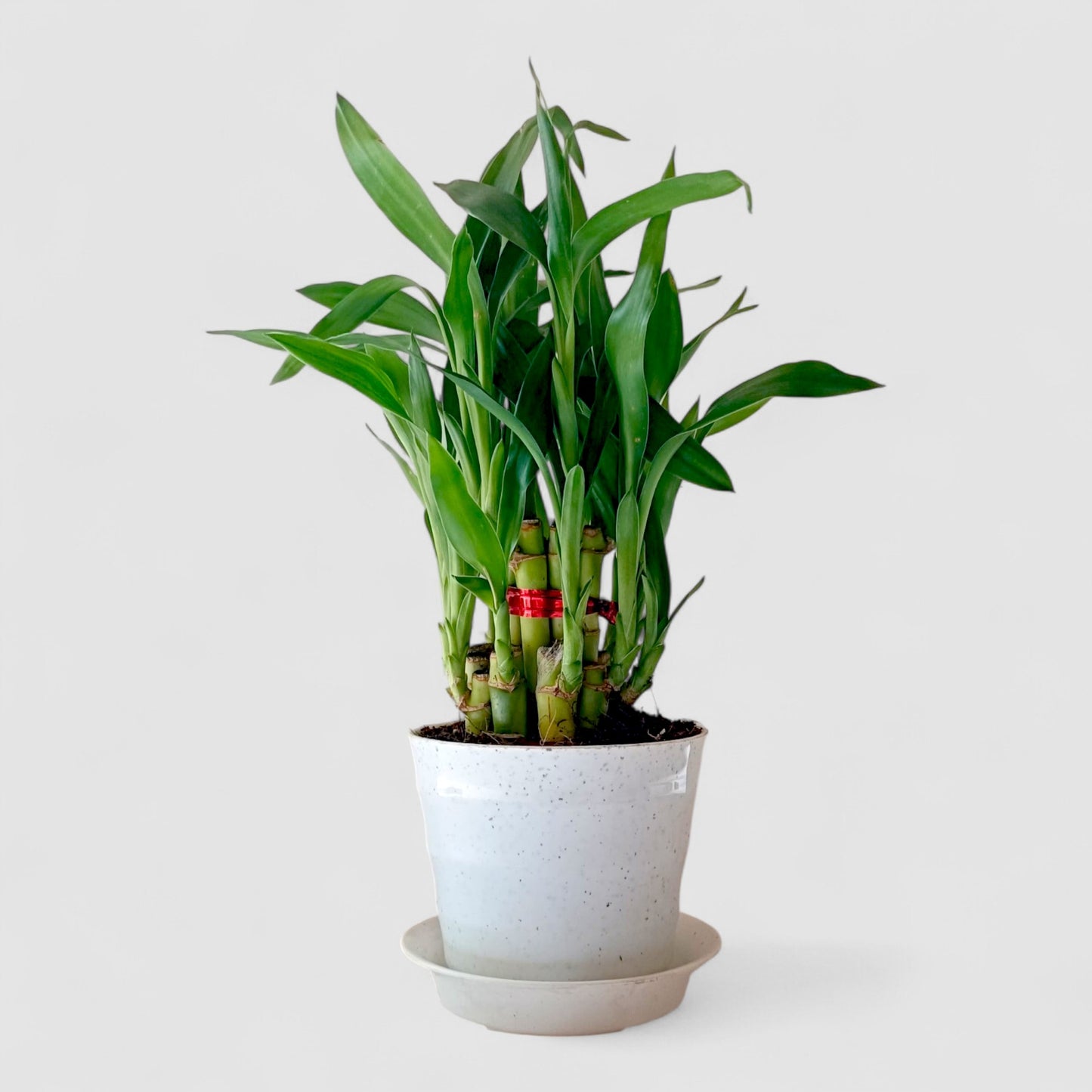 2 Layer Lucky Bamboo Plant (Round Pot & Plate) - Marble Beige