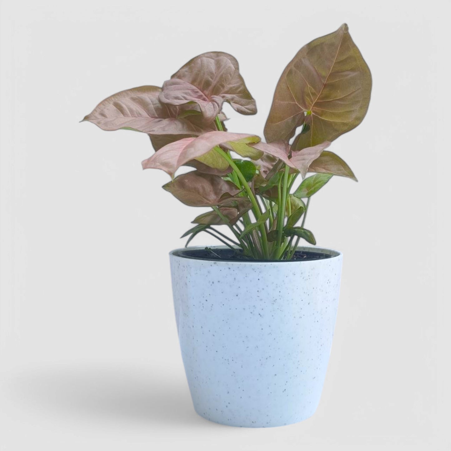 Pink Syngonium Plant