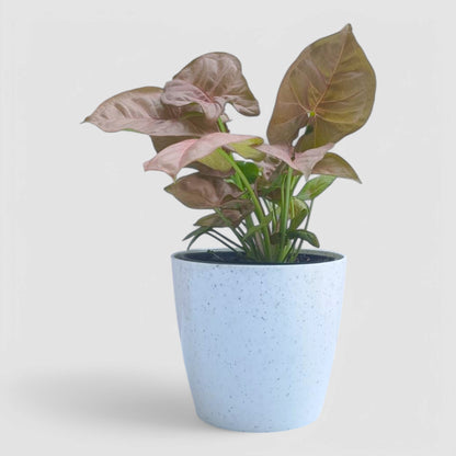 Pink Syngonium Plant