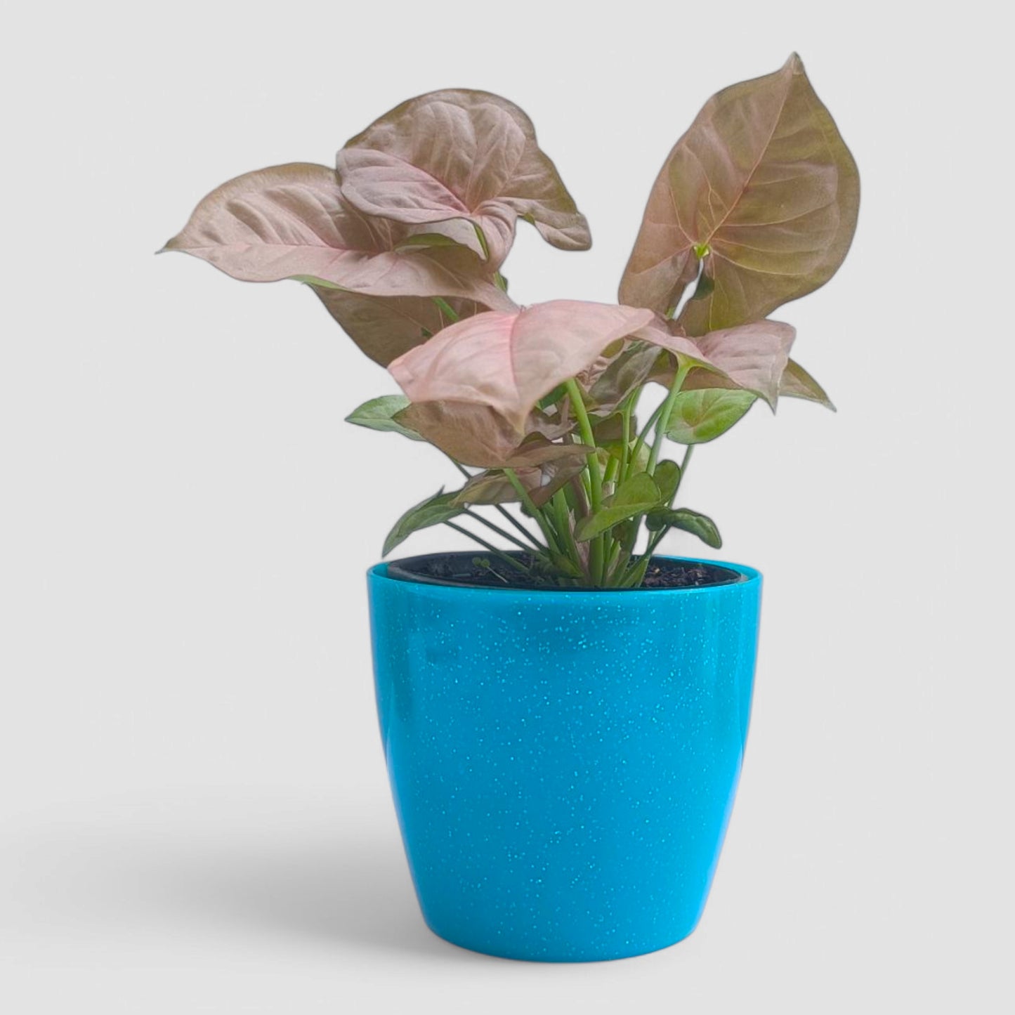 Pink Syngonium Plant