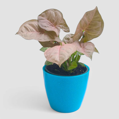 Pink Syngonium Plant