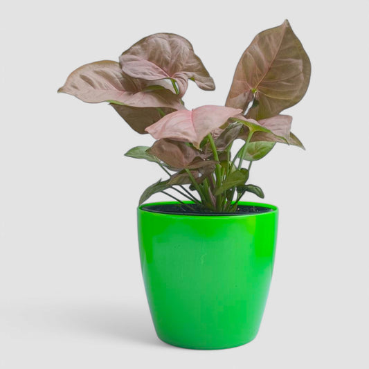 Pink Syngonium Plant