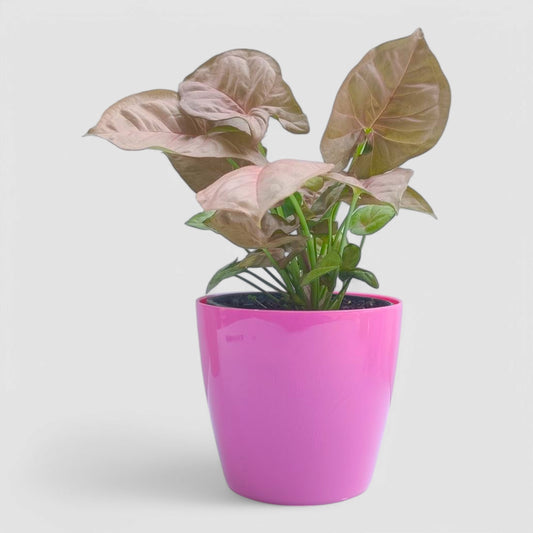 Pink Syngonium Plant