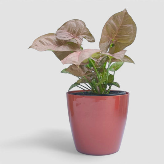Pink Syngonium Plant