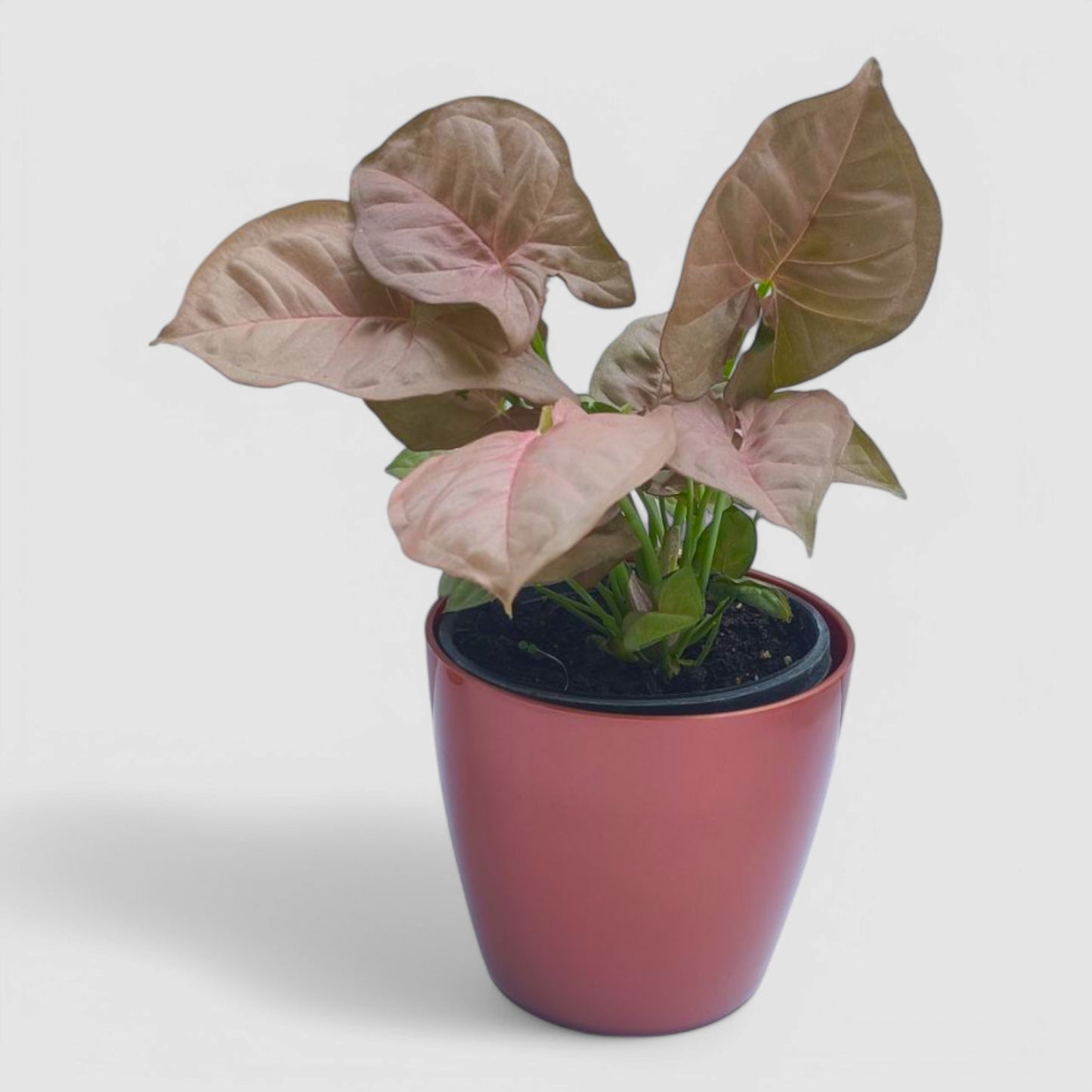 Pink Syngonium Plant