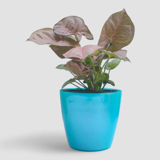 Pink Syngonium Plant