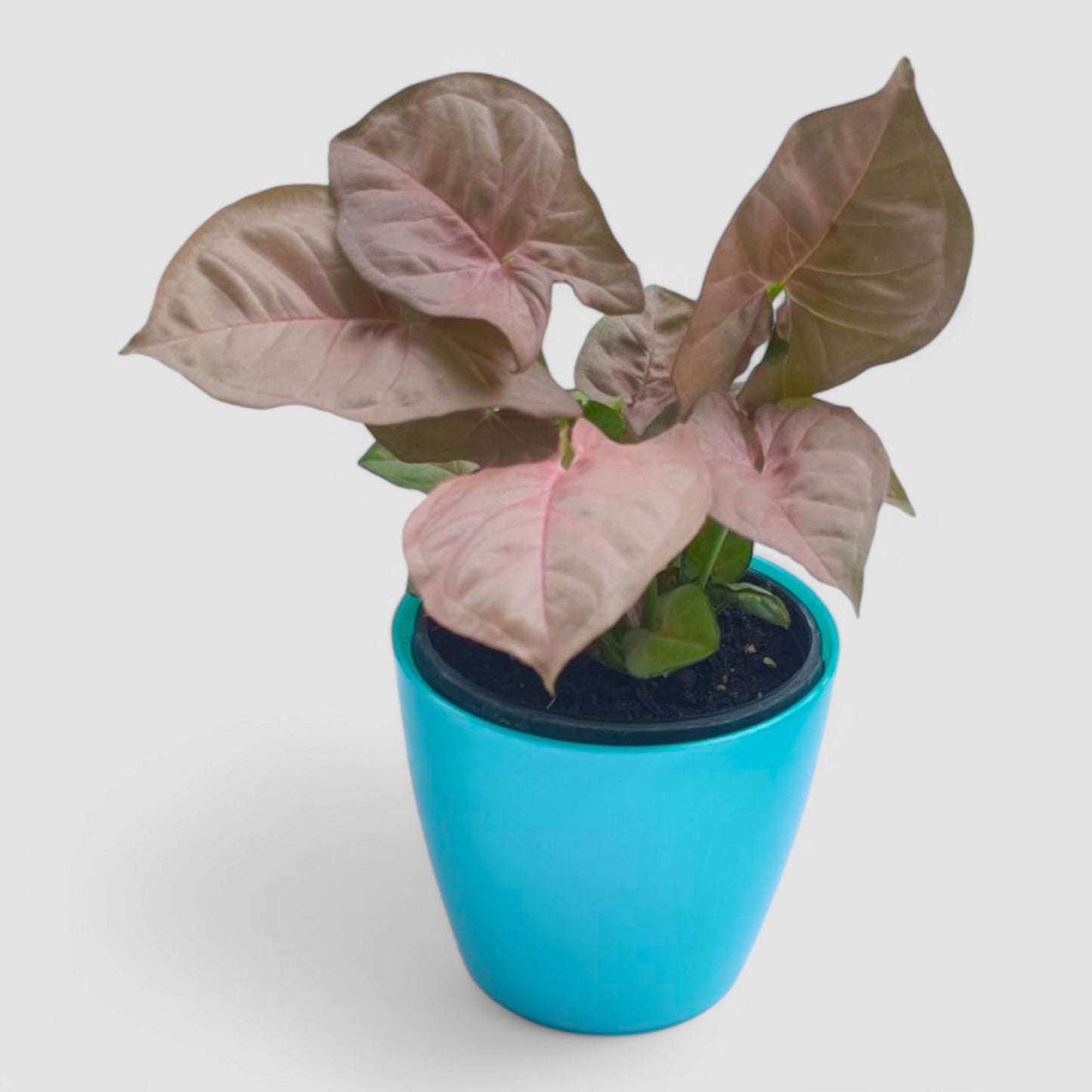 Pink Syngonium Plant