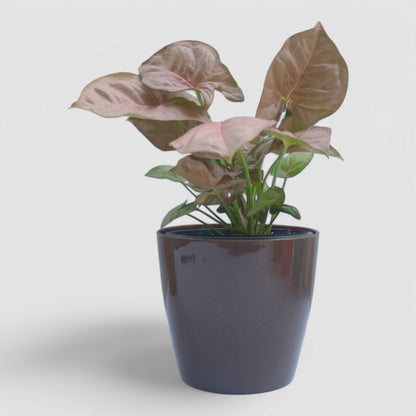 Pink Syngonium Plant