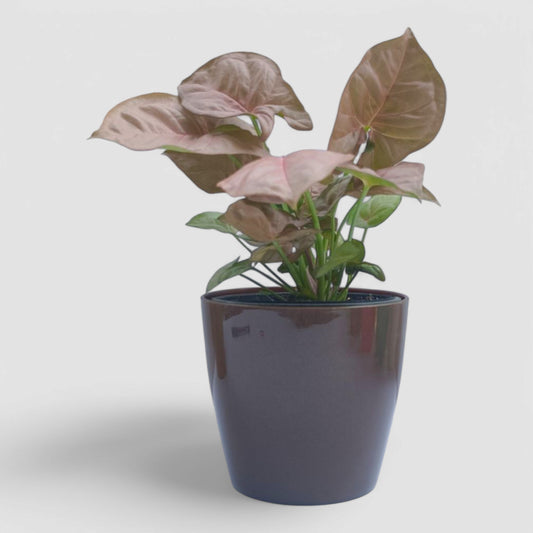 Pink Syngonium Plant