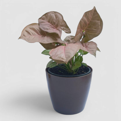 Pink Syngonium Plant