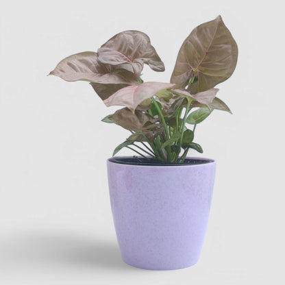 Pink Syngonium Plant