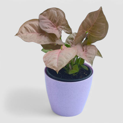 Pink Syngonium Plant