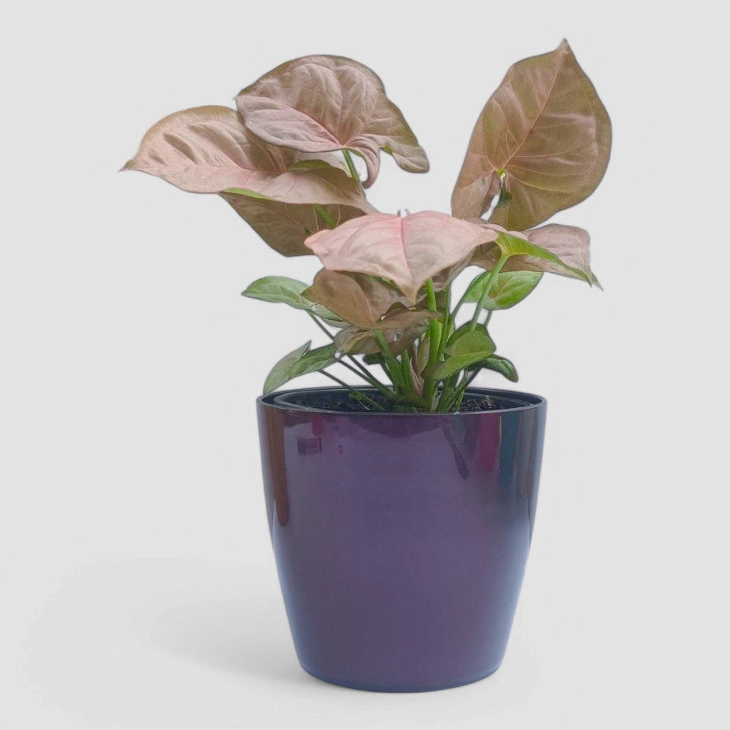 Pink Syngonium Plant