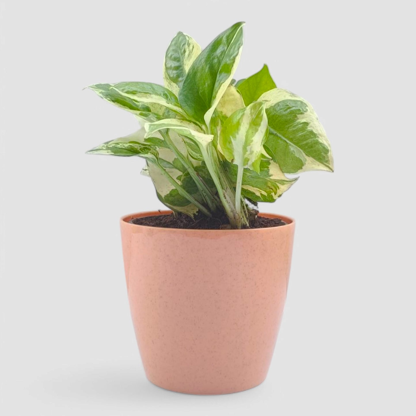 N'Joy Money Plant