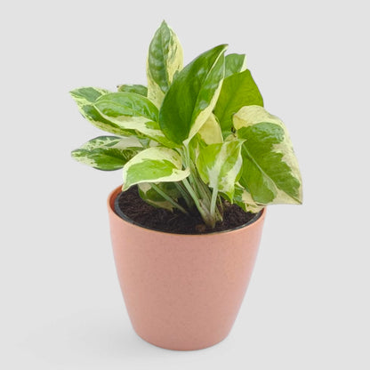 N'Joy Money Plant