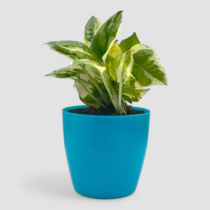 N'Joy Money Plant