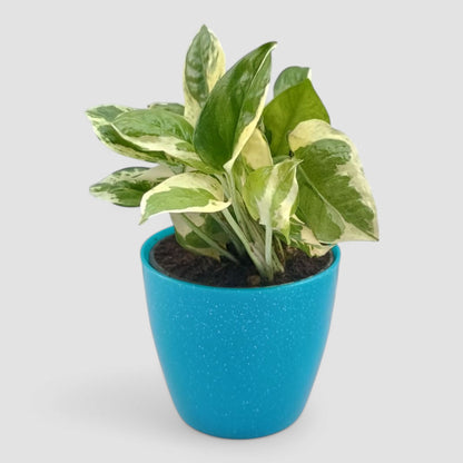 N'Joy Money Plant