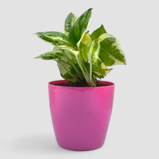 N'Joy Money Plant