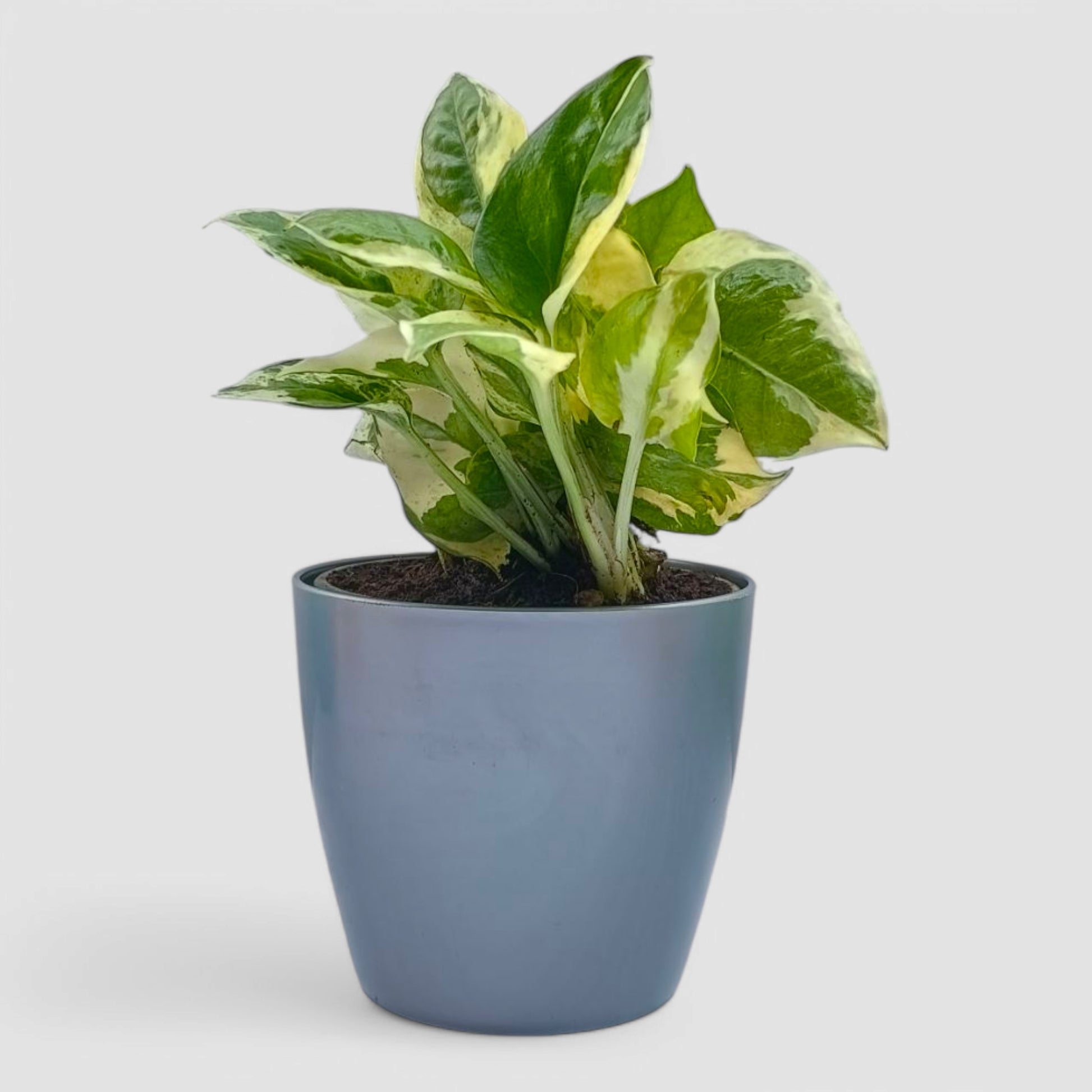 money plant n'joy N'Joy Money Plant by Orchid N Petals