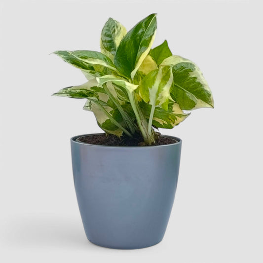 N'Joy Money Plant