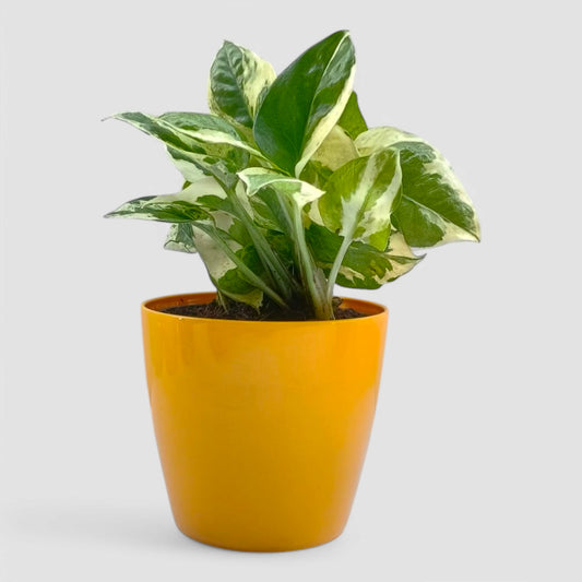 N'Joy Money Plant