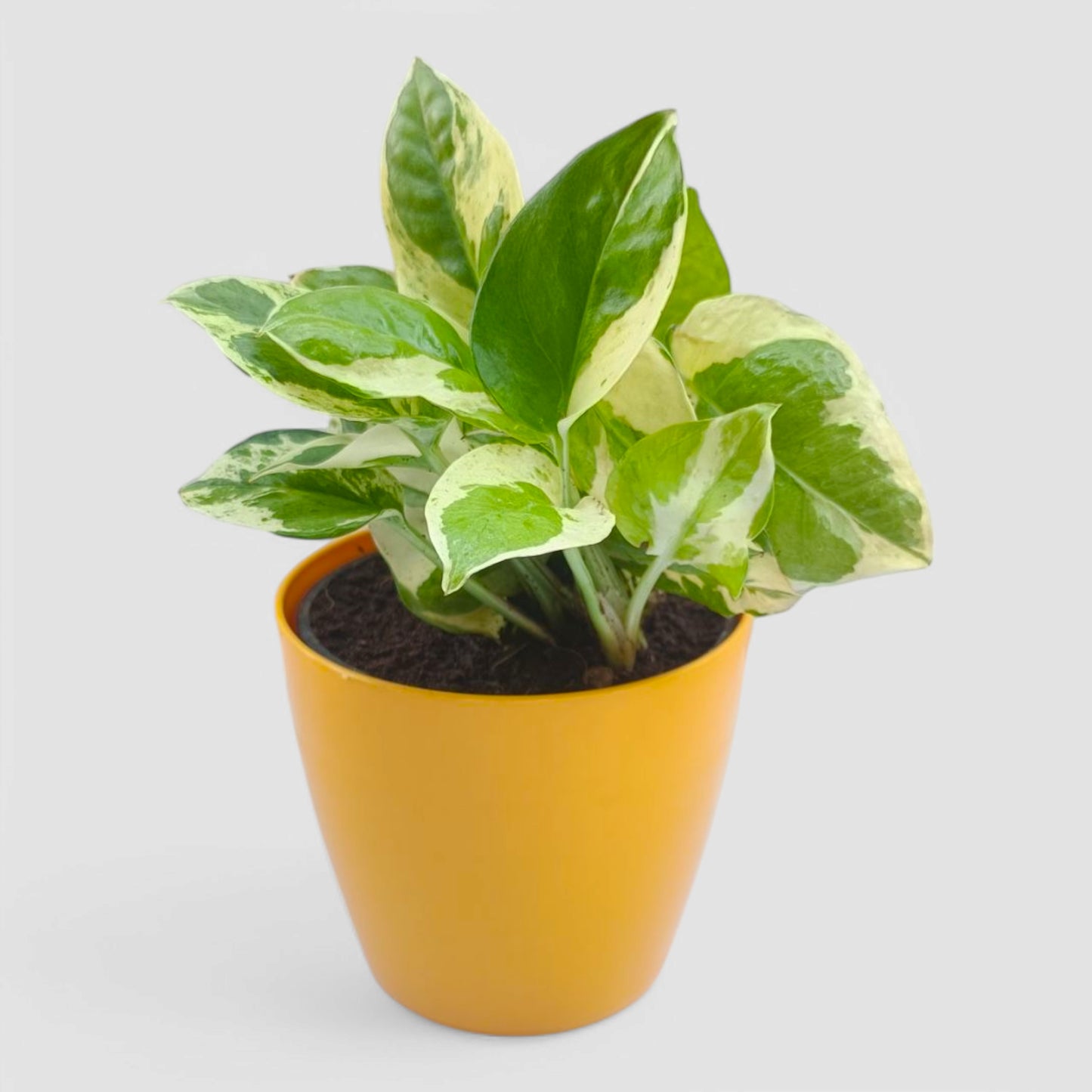 N'Joy Money Plant