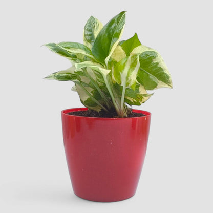 N'Joy Money Plant