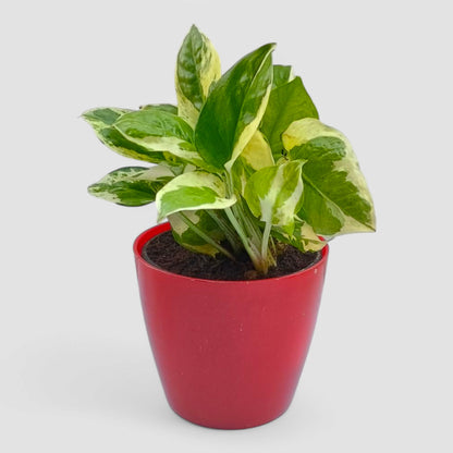 N'Joy Money Plant