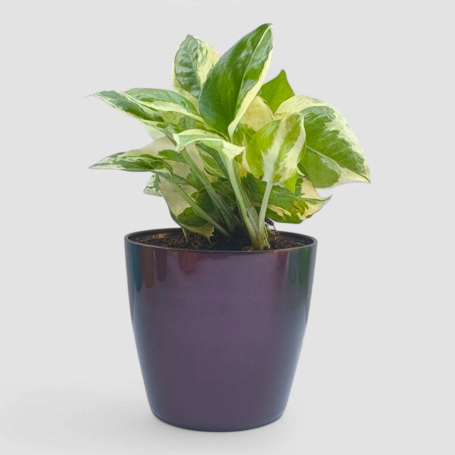 N'Joy Money Plant