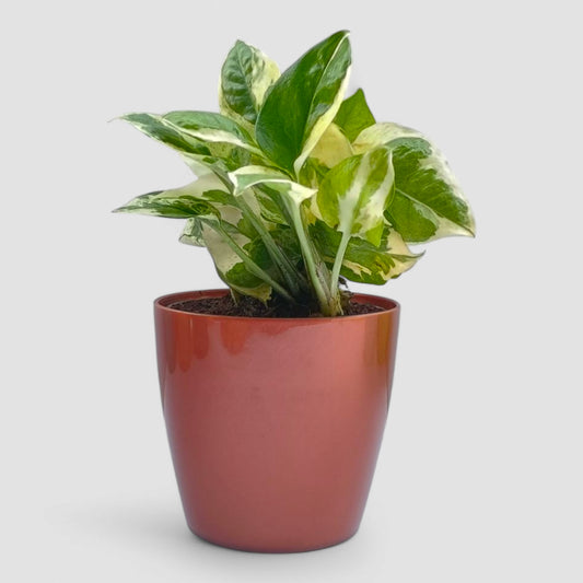 N'Joy Money Plant