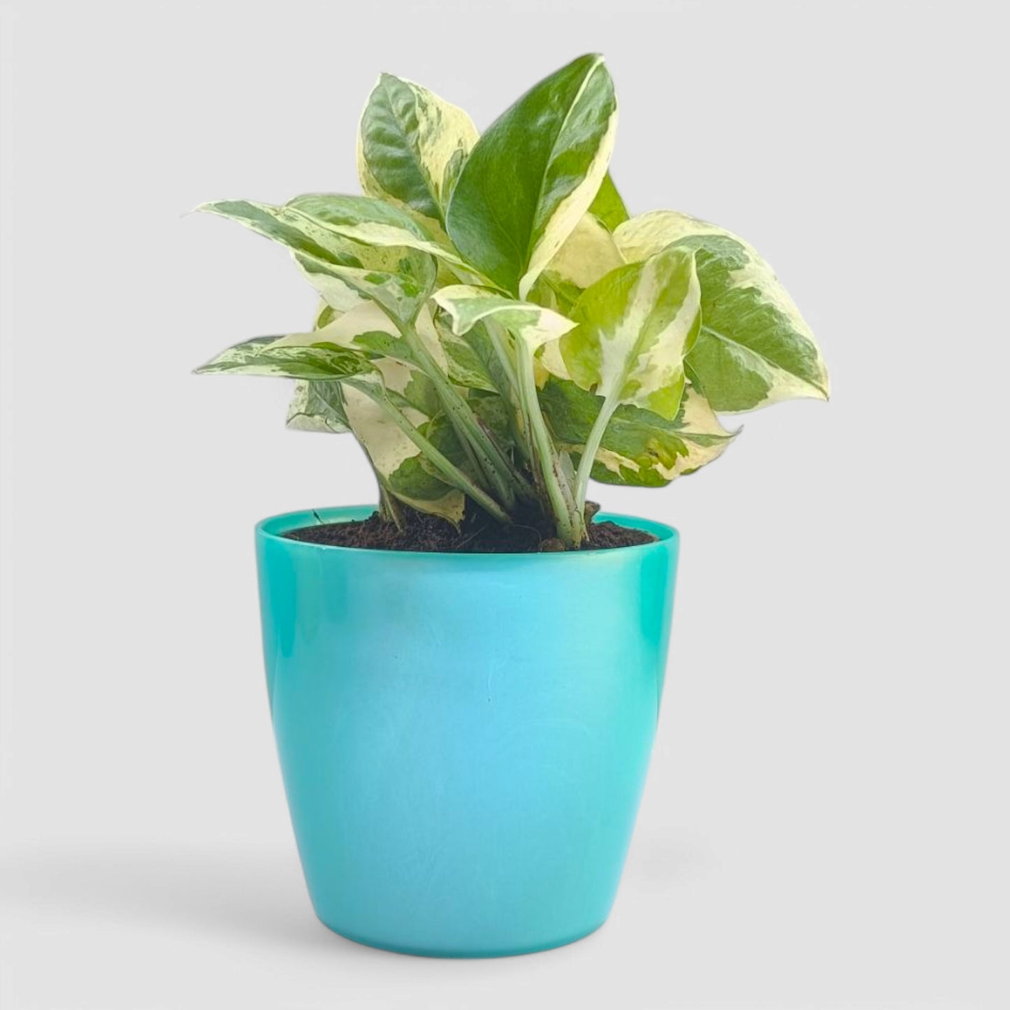 N'Joy Money Plant