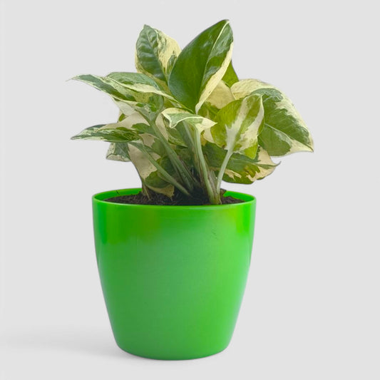 N'Joy Money Plant