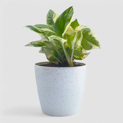 N'Joy Money Plant
