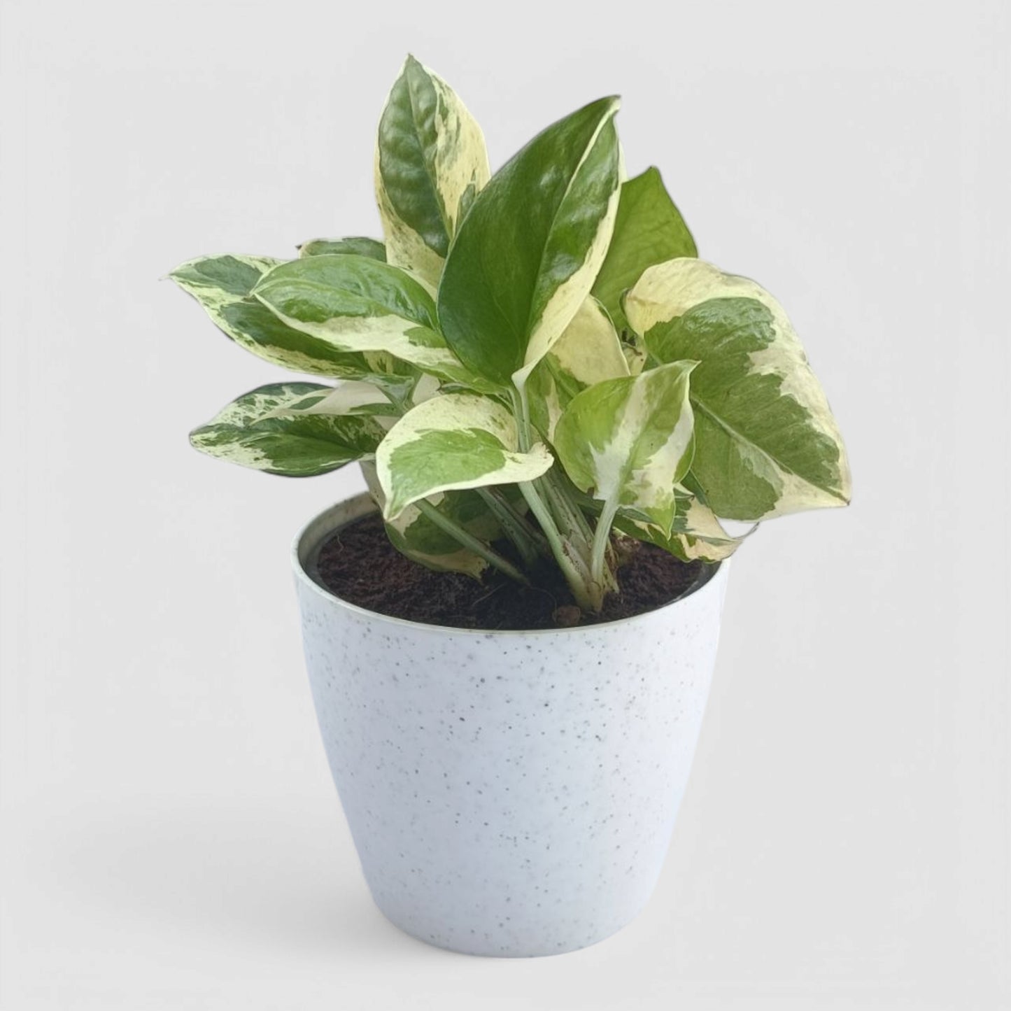 N'Joy Money Plant
