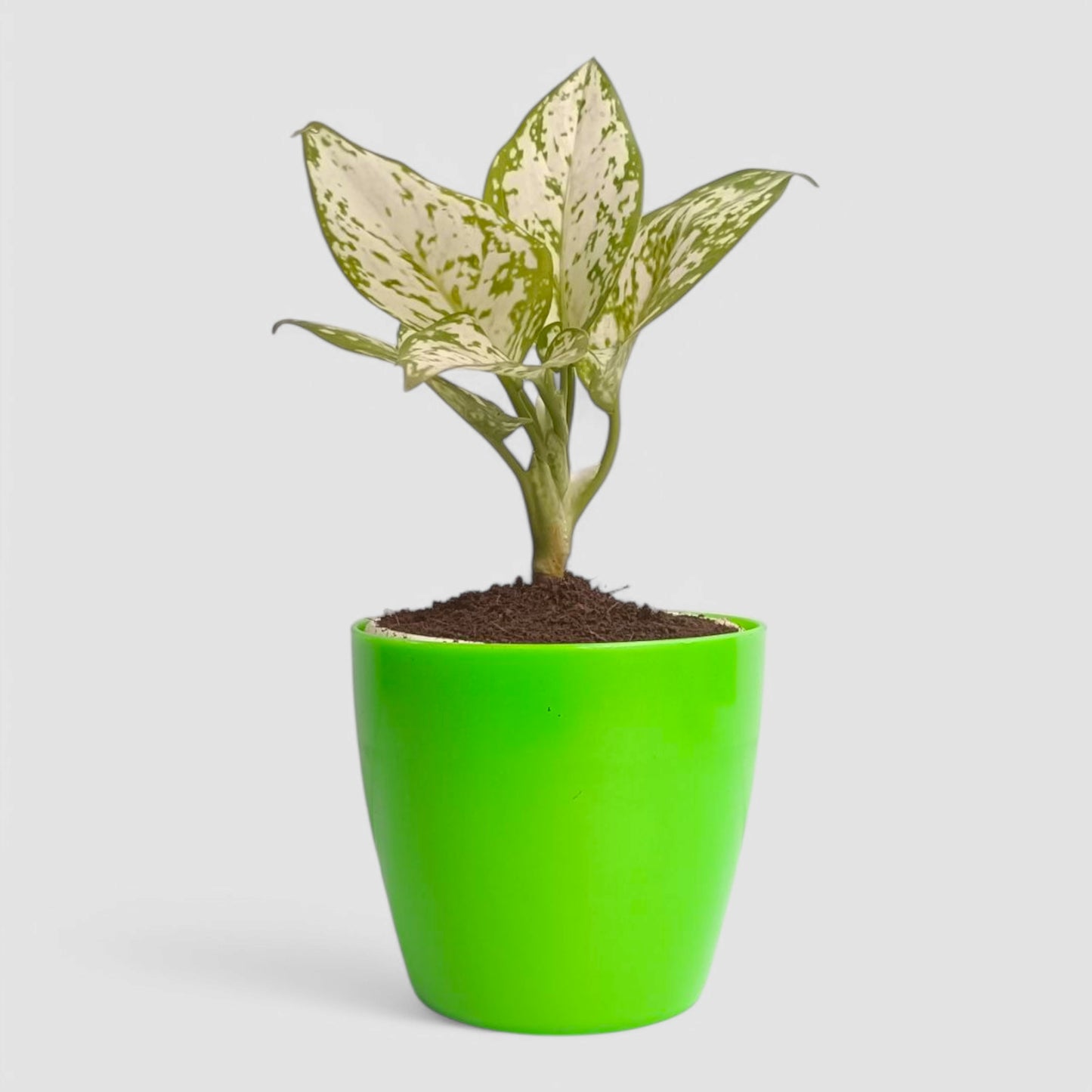 Aglaonema Snow White Plant