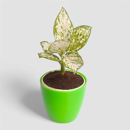 Aglaonema Snow White Plant