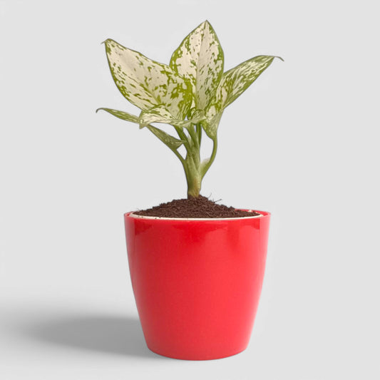 Aglaonema Snow White Plant