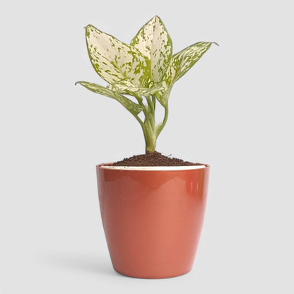 Aglaonema Snow White Plant
