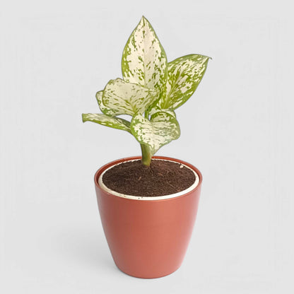 Aglaonema Snow White Plant
