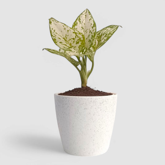 Aglaonema Snow White Plant