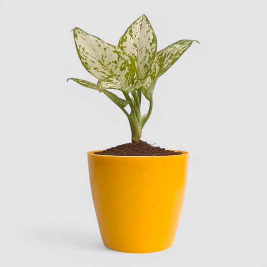 Aglaonema Snow White Plant