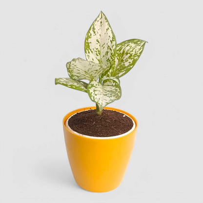 Aglaonema Snow White Plant
