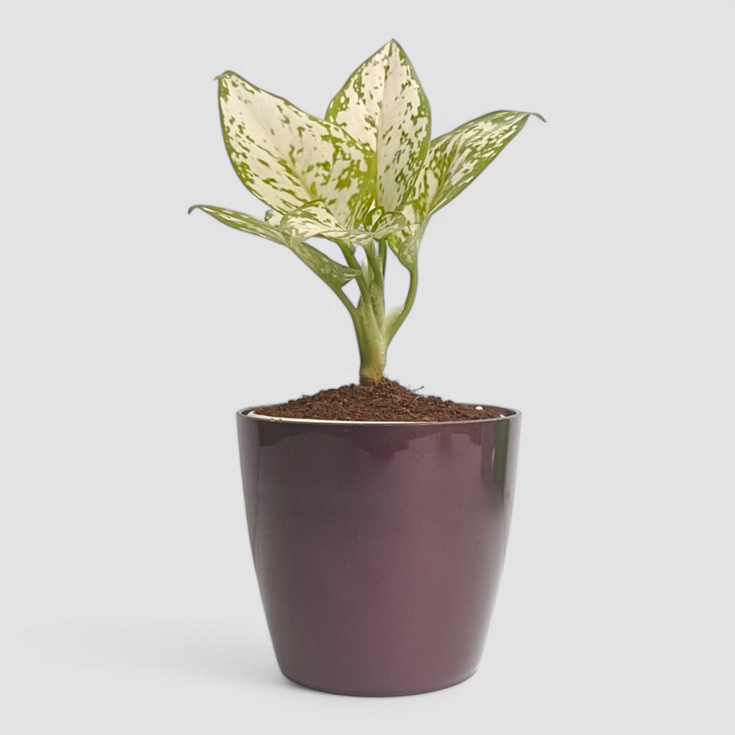 Aglaonema Snow White Plant