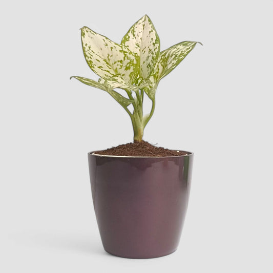 Aglaonema Snow White Plant