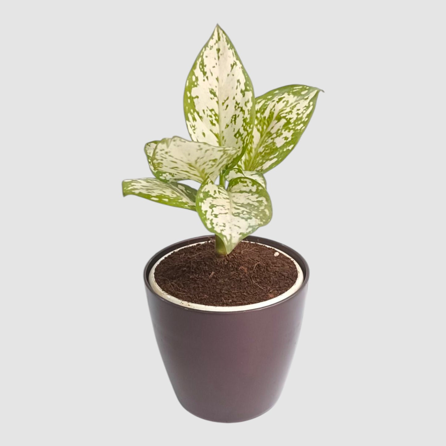 Aglaonema Snow White Plant