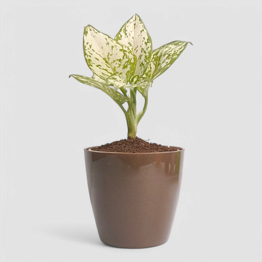 Aglaonema Snow White Plant