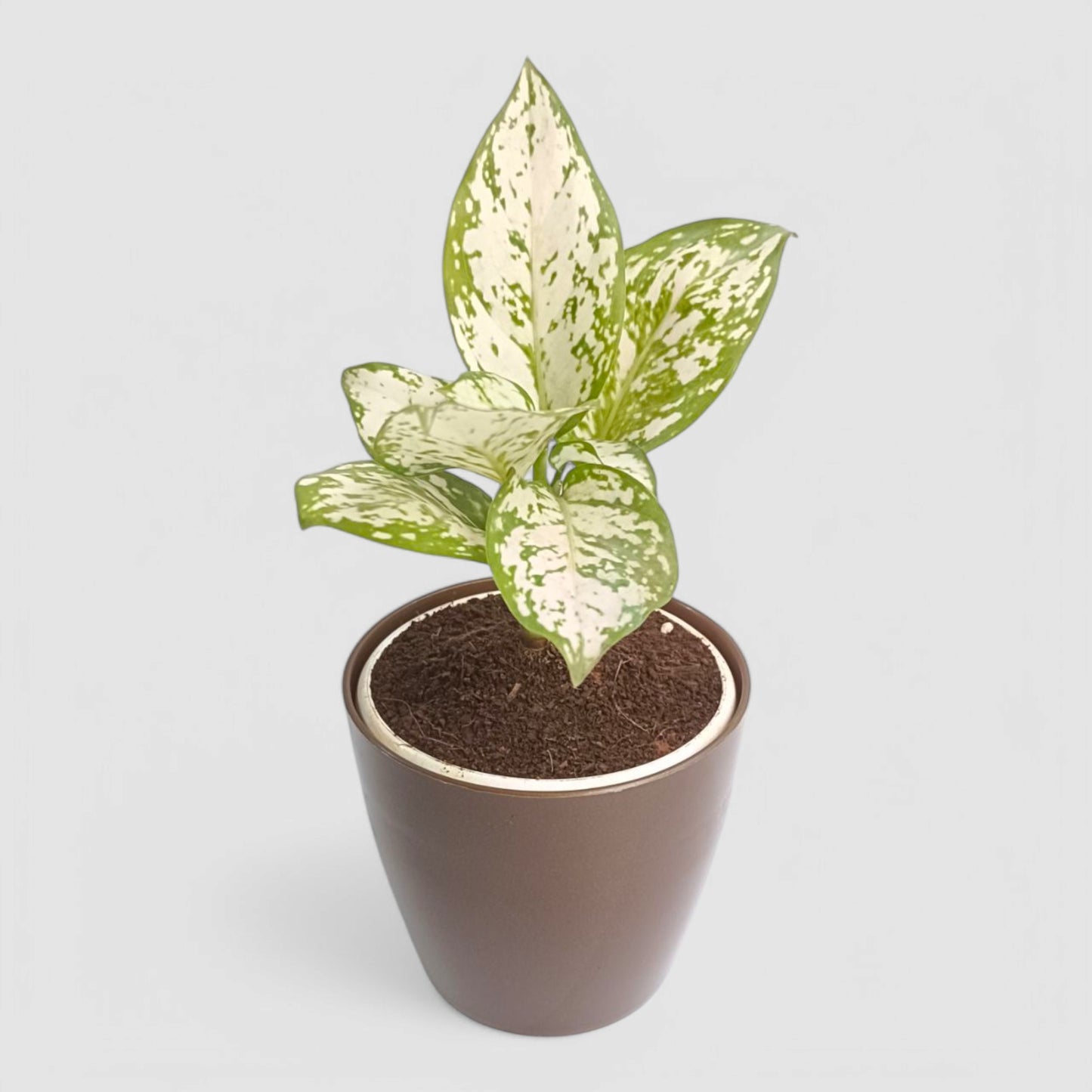 Aglaonema Snow White Plant
